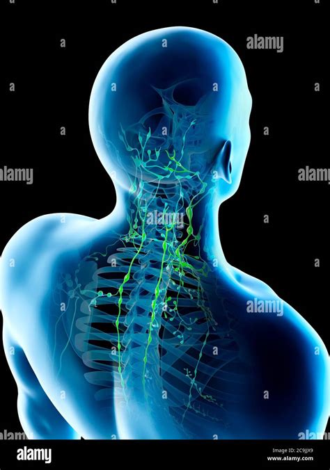 neck lymph nodes high resolution stock photography  images alamy