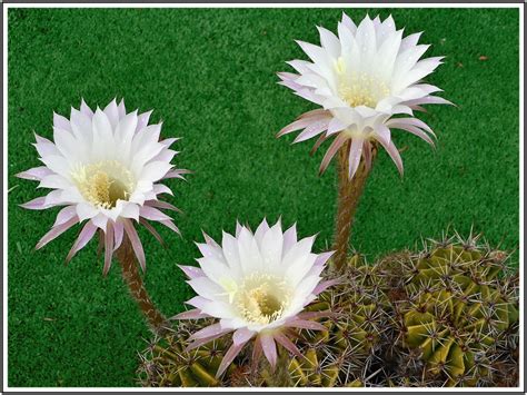 fleurs de cactus fleurs de cactus fleurs cactus