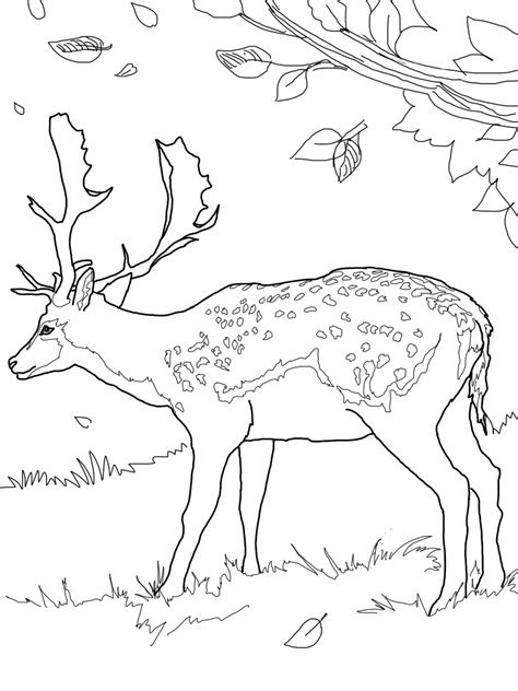 drawing deer  animals printable coloring pages