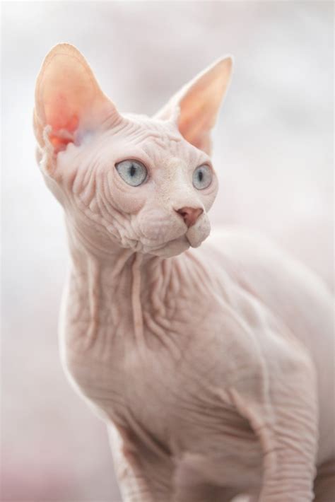 People Are Shaving Cats And Selling Them As Fake Sphynx Cats For £560