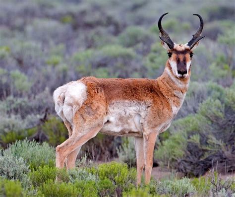 oregon man arrested  intentionally running   pronghorn antelope