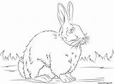Lapin Coloriage Blanc Realiste Vrai Supercoloring Ausmalbilder Ausmalbild Hasen Hase Conejos sketch template