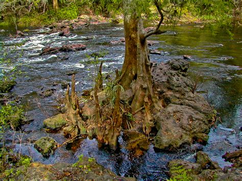 seminole woods trail hillsborough river state park florida hikes