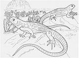 Lizard Coloring Pages Australian Getdrawings Animals sketch template