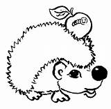 Hedgehog Jez Druku Kolorowanki Kolorowanka Wydruku Jablko Jeż Rysunki sketch template