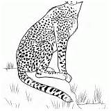 Cheetah Salvajes Caza Guepardo Selvagens Caça Chita sketch template