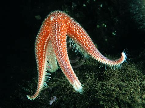 echinoblog starfish standing   tippy toes  strangeness