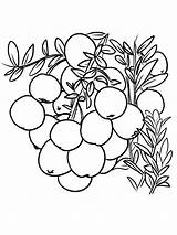 Cranberries Bog Nutrients Cholesterol Oxidative Juice sketch template