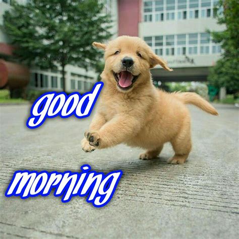 cute animal good morning images dogs  cats wallpaper