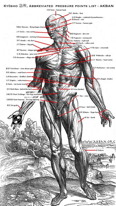 techniques  definitions karate anatomie