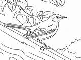 Mockingbird sketch template