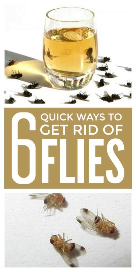 rid  flies naturally fruit fly trap diy  rid  flies