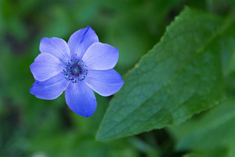 single blue flower bio lonreco