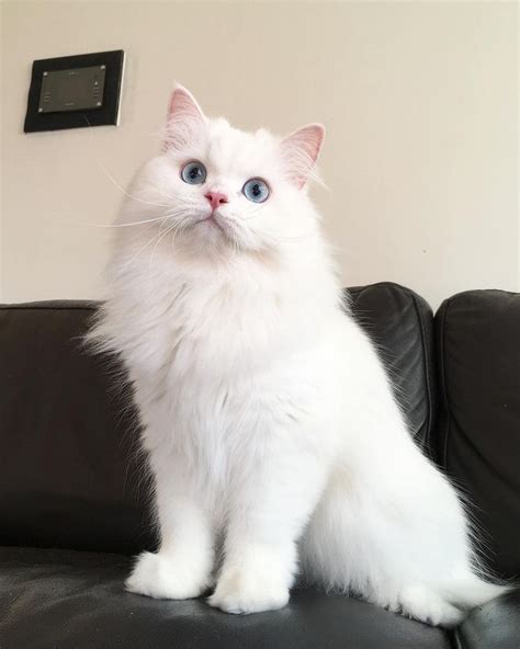 white persian cat images