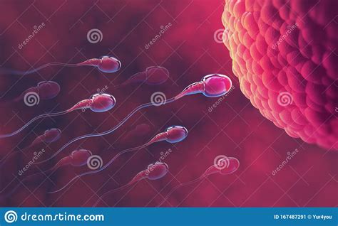 sperm and egg cell under the microscope embryology