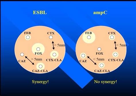 ampc  esbl