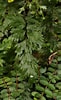 Afbeeldingsresultaten voor "coelodendrum Flabellatum". Grootte: 61 x 100. Bron: www.phytoimages.siu.edu