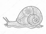 Escargot Lumaca Adulti Snail Slak Lumache Adultes Boek Kleurend Adulte Vettoriali Zentangle Contour Ant sketch template