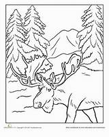 Moose Alaska Colouring Forest Animals Walrus Crayon sketch template