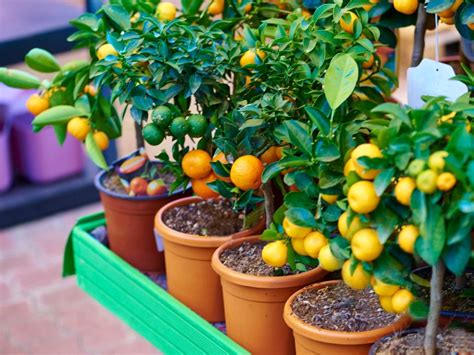 growing dwarf fruit trees  containers uk