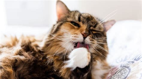 Cat Mouth Sores How To Recognize Them And What They Mean