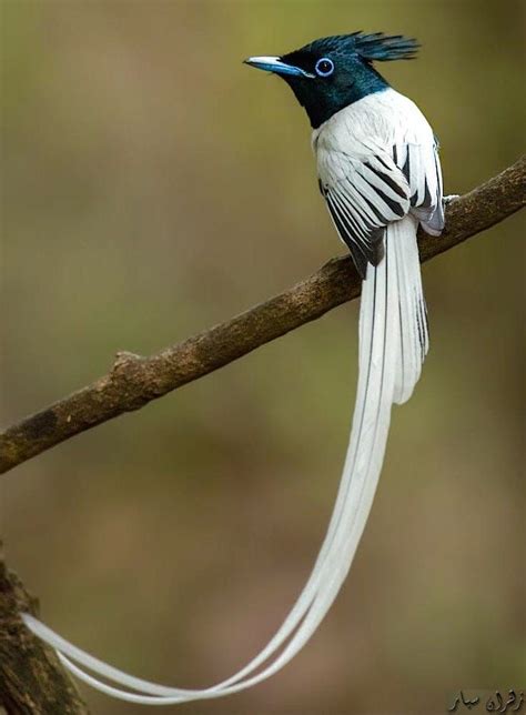 Male Indian Paradise Flycatcher White Morph Terpsiphone Paradisi