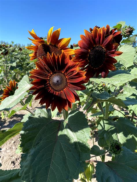 sunflower days  maris farms