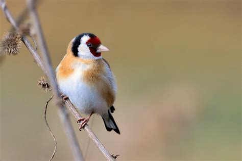 diese voegel gibts auch  der innenstadt