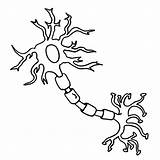 Neuron Neurons Nerve Unlabeled Liver Webstockreview sketch template