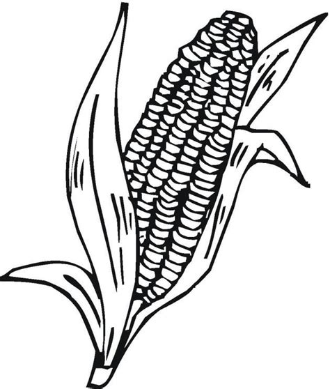 corn plant drawing    clipartmag
