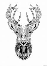 Renne Zentangle Adulte Navidad Rennes Pere Reindeers Colorear Coloringbay sketch template