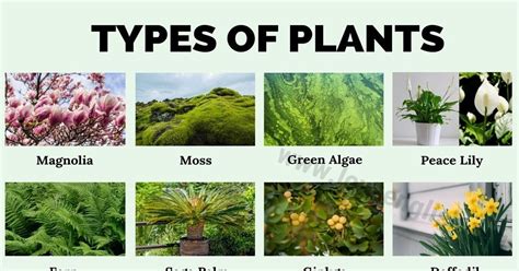 types  plants   types  plants  english love english