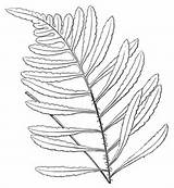 Fern Coloring Leaf Pages Drawing Color Leave Printable Supercoloring Paper sketch template