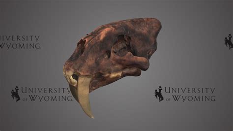 uw 46981 smilodon fatalis skull and lower jaw download free 3d