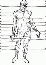 Coloringhome 1207 Anatomi Bulkcolor Insertion sketch template