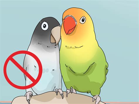 how to determine the sex of a lovebird 6 steps with