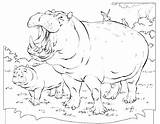 Hippo Coloring Pages Baby Hippopotamus Color Getcolorings Getdrawings sketch template