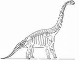 Dinosaur Skeleton Brachiosaurus Bones Coloring Clipart Dinosaurs Pages Kids Printable Template Fossils Colouring Worksheet Edhelper Sciencekids Nz Sketch Shows Cliparts sketch template