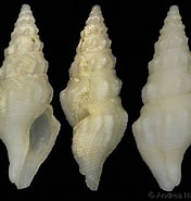 Afbeeldingsresultaten voor "typhlomangelia Nivalis". Grootte: 176 x 185. Bron: www.gastropods.com