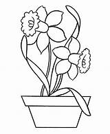 Daffodil Coloring Pottery Daffodils Colouring Outline Flower Pages Drawing Printable Netart Getdrawings Bees Print Getcolorings Search sketch template