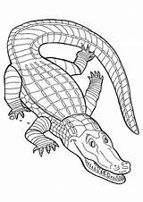 Caiman Coloring Pages Printable Momjunction Reptiles Broad Snouted Drawing Crocodile sketch template