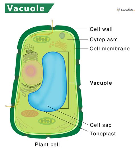 vacuole definition structure functions  diagram