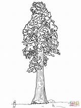 Sequoia Coloring Tree Pages Giant California Drawing Sentinal Redwood Printable Trees State Simple Line Trunk Flag Color Getdrawings Baobab Supercoloring sketch template