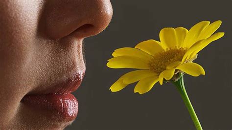people  lose  sense  smell   risk  dying