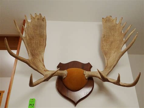 moose antlers plaque mounted