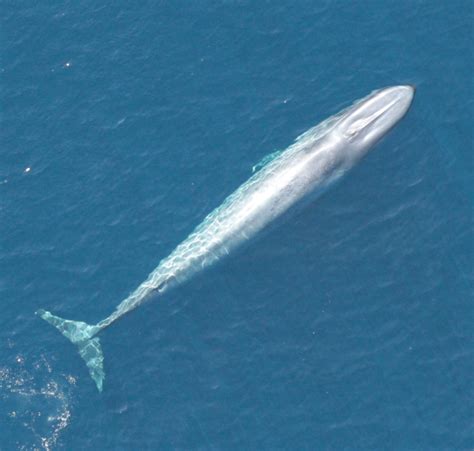 california blue whales rebound  whaling    kin    uw news