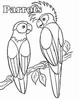 Coloring Parrot Pages Kleurplaat Animal Parrots Kids Duiven Animated Birls Books Duif Van Bird Celebrity Style Life Bert Zijn sketch template