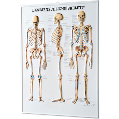 physio express relieftafel das menschliche skelett