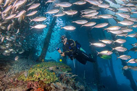 top  dive sites  raja ampat papua paradise