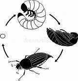 Cockchafer Bug Larva Grub Melolontha sketch template